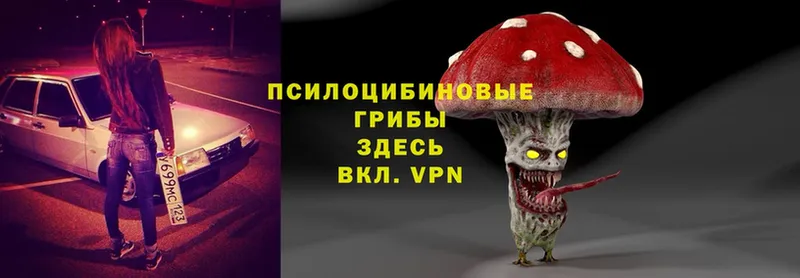 блэк спрут онион  Вологда  Псилоцибиновые грибы Psilocybe 